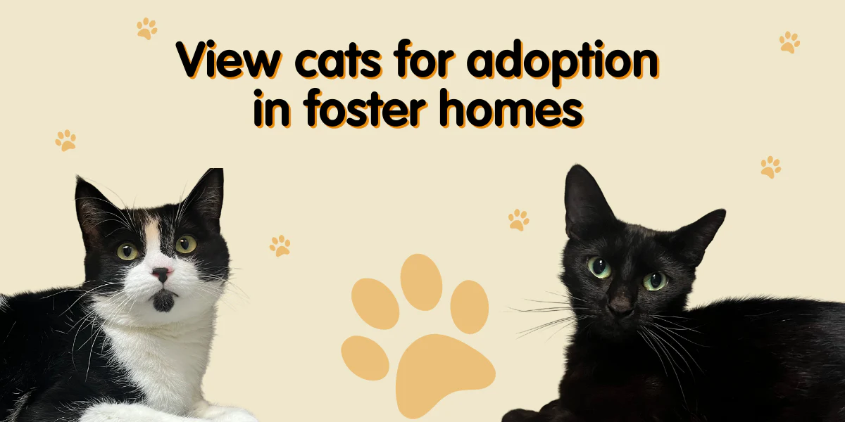 Style That Saves Cat Lives